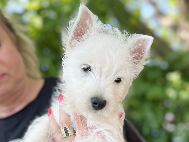 West Highland White Terrier puppy for sale