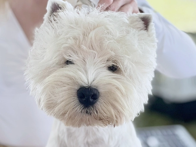 West Highland White Terrier puppy for sale