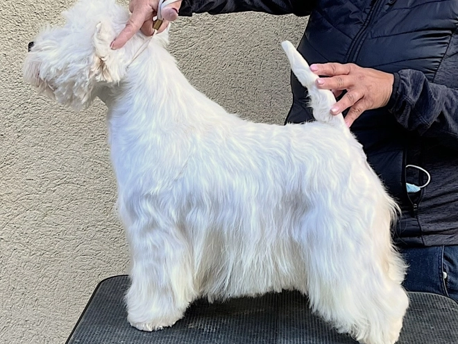 West Highland White Terrier puppy for sale