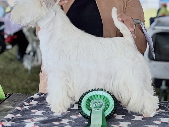 West Highland White Terrier puppy for sale