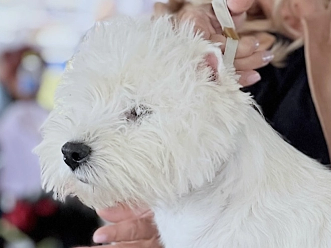 West Highland White Terrier puppy for sale