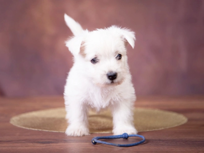 West Highland White Terrier puppy for sale