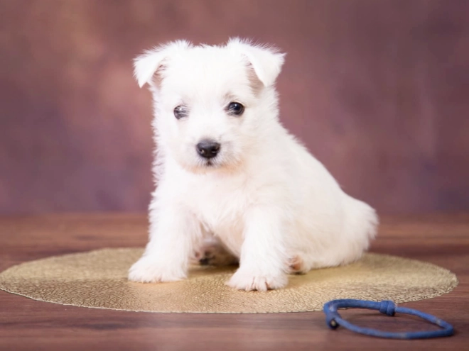 West Highland White Terrier puppy for sale