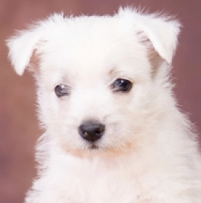 West Highland White Terrier puppy for sale