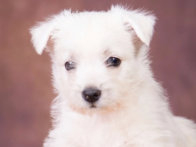 West Highland White Terrier puppy for sale