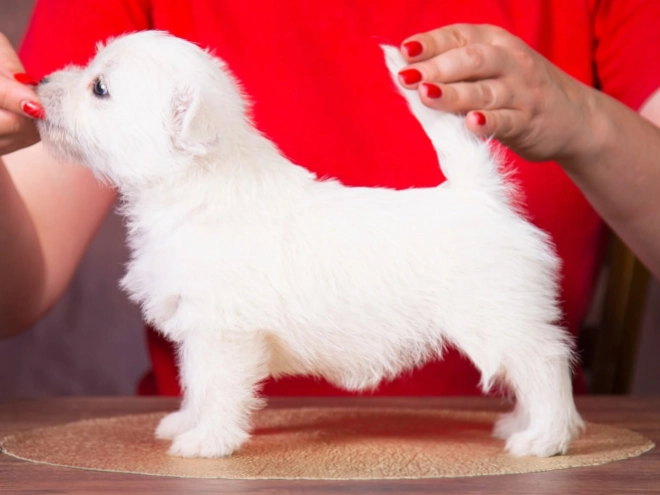 West Highland White Terrier puppy for sale