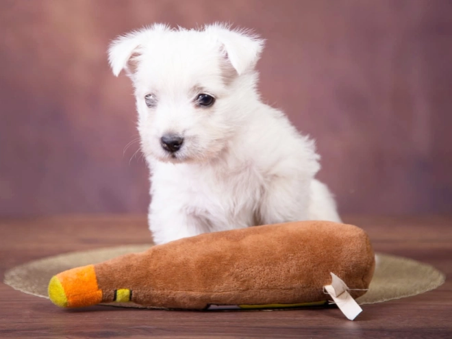 West Highland White Terrier puppy for sale