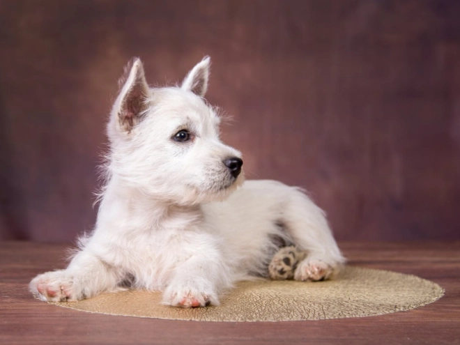 West Highland White Terrier puppy for sale