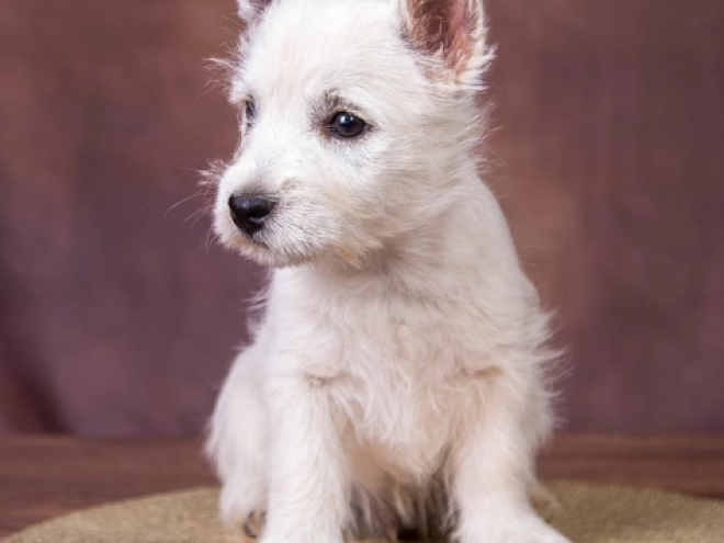 West Highland White Terrier puppy for sale