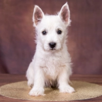 Pearly, white West Highland White Terrier for sale