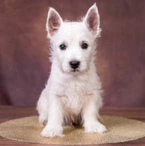 West Highland White Terrier puppy for sale