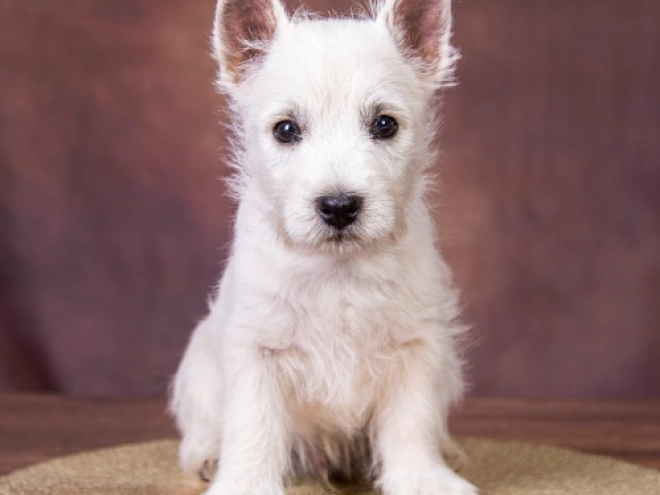 West Highland White Terrier puppy for sale