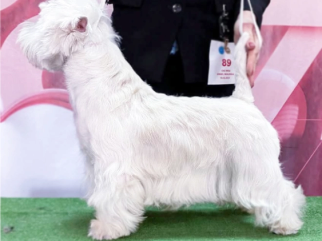 West Highland White Terrier puppy for sale