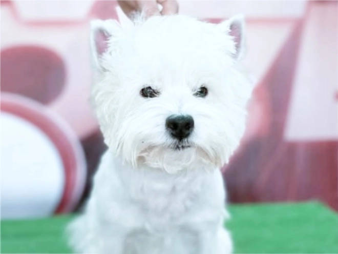 West Highland White Terrier puppy for sale