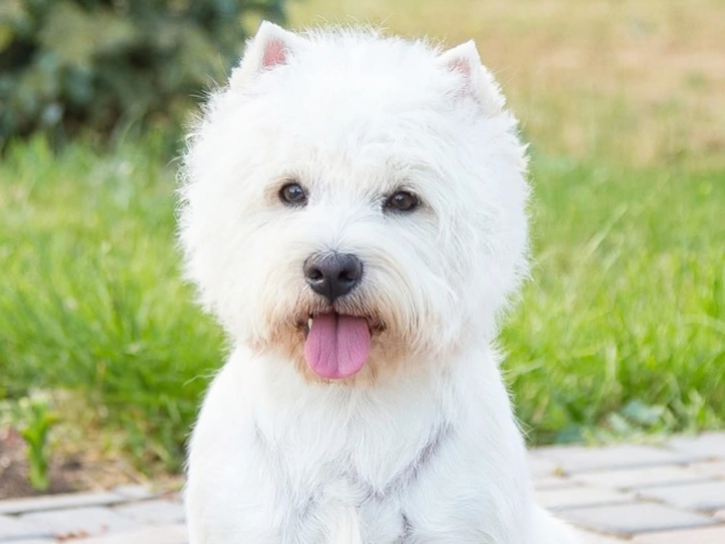 West Highland White Terrier puppy for sale