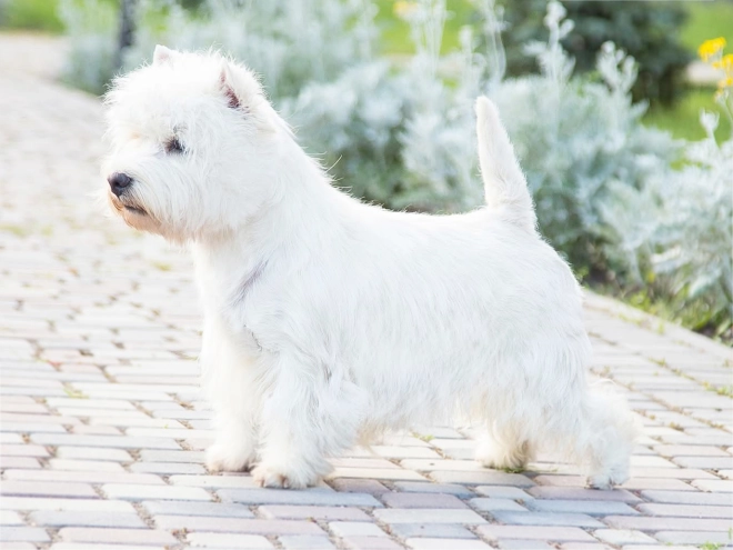 West Highland White Terrier puppy for sale