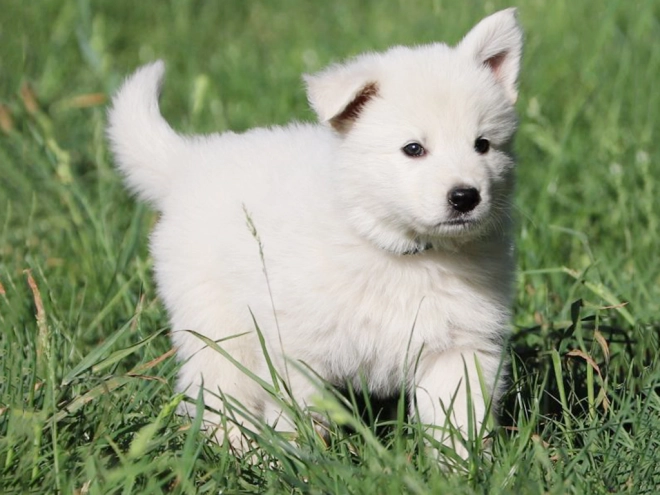 Berger Blanc Suisse Welpe kaufen
