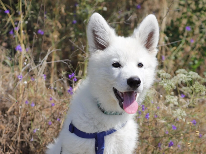 Berger Blanc Suisse Welpe kaufen