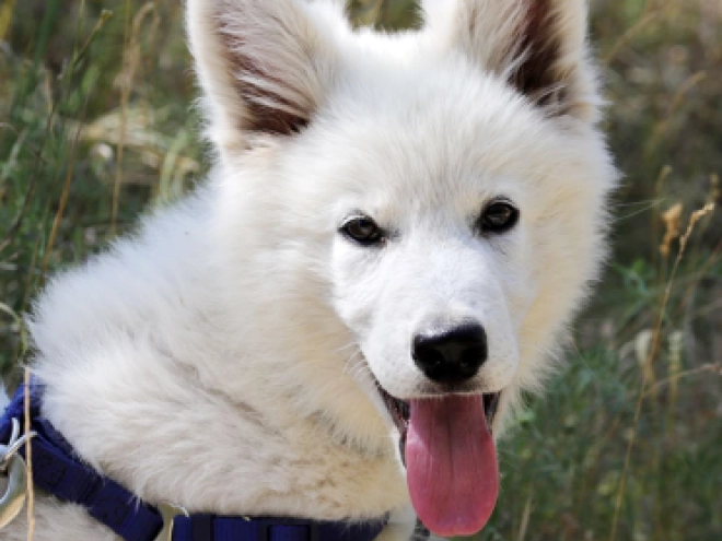 Berger Blanc Suisse Welpe kaufen