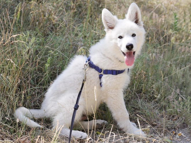 Berger Blanc Suisse Welpe kaufen