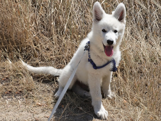 Berger Blanc Suisse Welpe kaufen