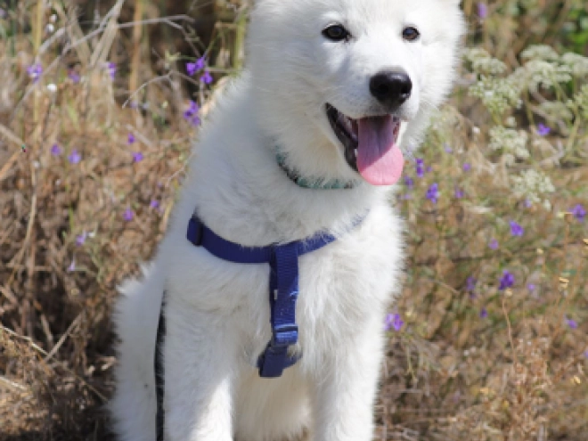 Berger Blanc Suisse Welpe kaufen