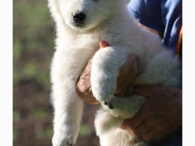 Berger Blanc Suisse Welpe kaufen