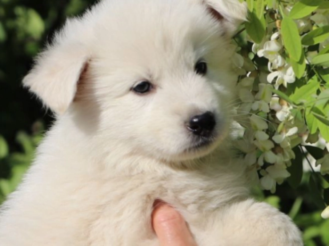 Berger Blanc Suisse Welpe kaufen