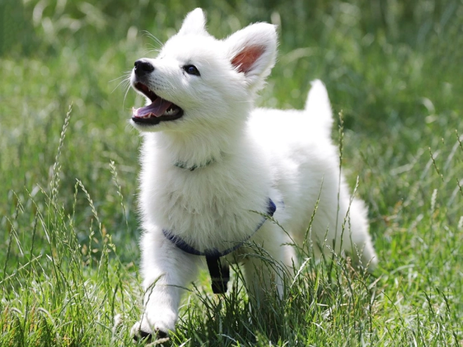 Berger Blanc Suisse Welpe kaufen