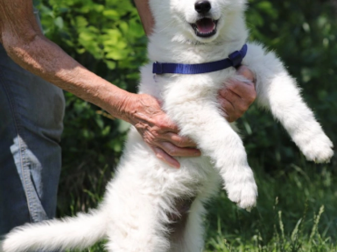 Berger Blanc Suisse Welpe kaufen