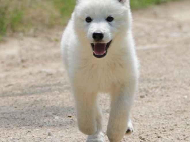 Berger Blanc Suisse Welpe kaufen