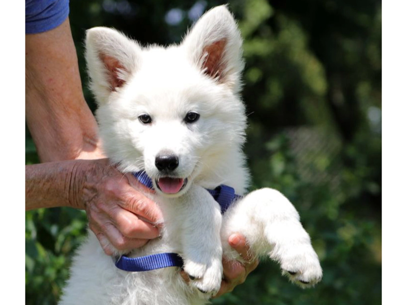Owen White Swiss Shepherd Dog Puppy for sale EuroPuppy