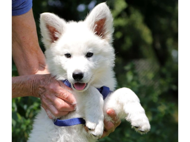 Berger Blanc Suisse Welpe kaufen