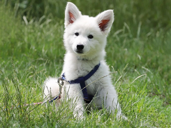 Berger Blanc Suisse Welpe kaufen