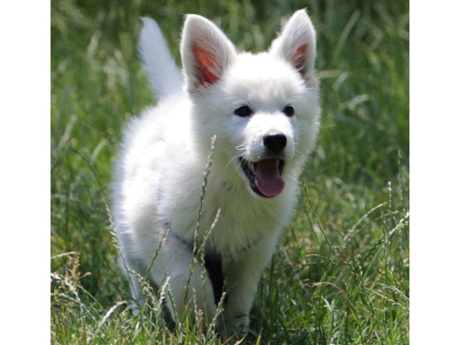 Berger Blanc Suisse Welpe kaufen