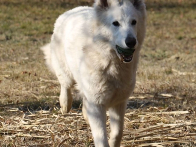 Berger Blanc Suisse Welpe kaufen