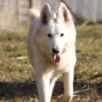White Swiss Shepherd Dog puppy for sale