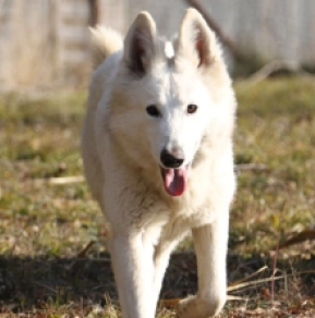 White Swiss Shepherd Dog puppy for sale