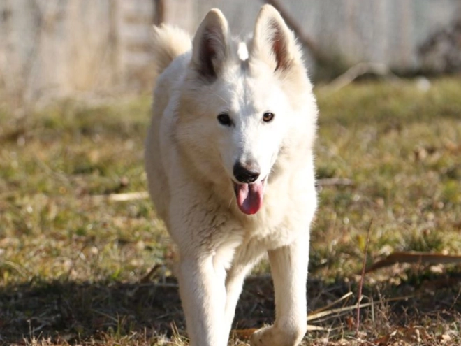 Berger Blanc Suisse Welpe kaufen