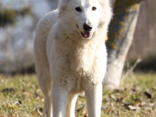 Berger Blanc Suisse Welpe kaufen
