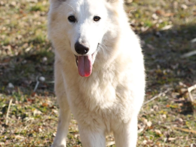 Berger Blanc Suisse Welpe kaufen