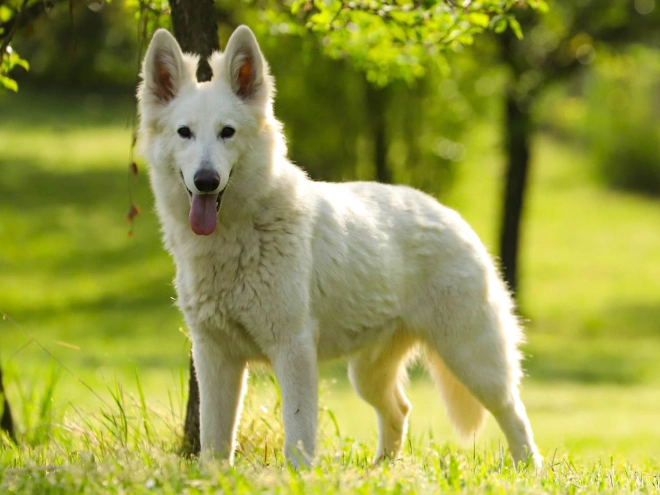 Berger Blanc Suisse Welpe kaufen