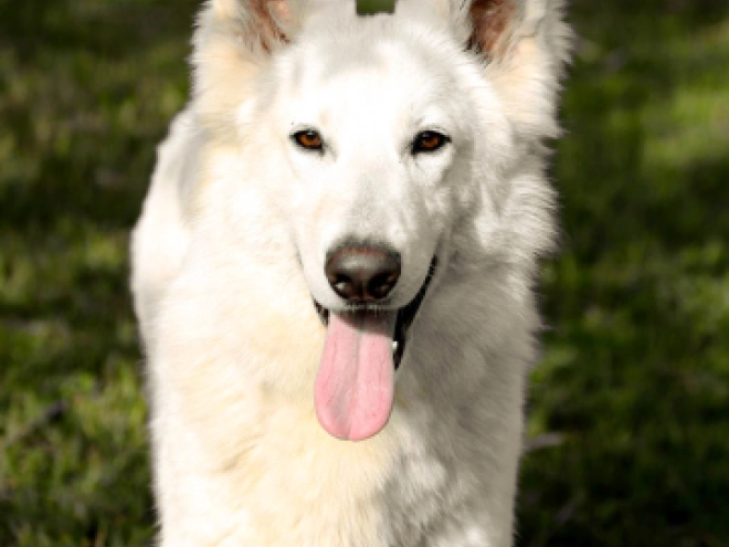 Berger Blanc Suisse Welpe kaufen