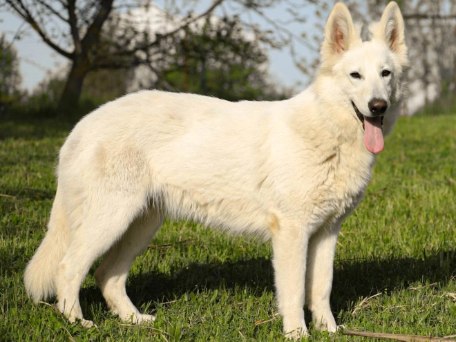 Berger Blanc Suisse Welpe kaufen