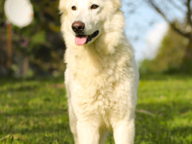 Berger Blanc Suisse Welpe kaufen