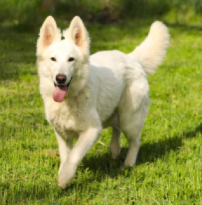 Berger Blanc Suisse Welpe kaufen