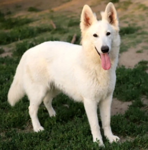 White Swiss Shepherd Dog puppy for sale