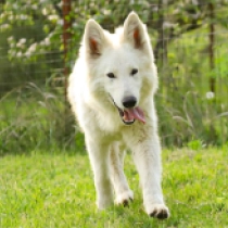 Berger Blanc Suisse Welpe zu verkaufen