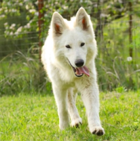 Berger Blanc Suisse Welpe kaufen