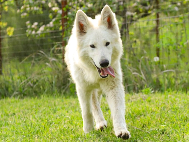 Perros Pastor Blanco Suizo en venta